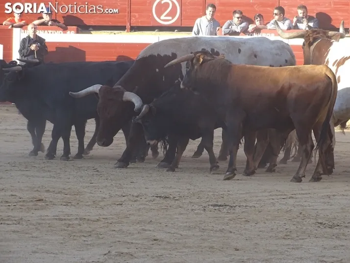 San Juan. Soria. Desencajonamiento 2022