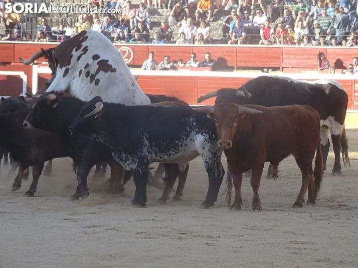 San Juan. Soria. Desencajonamiento 2022