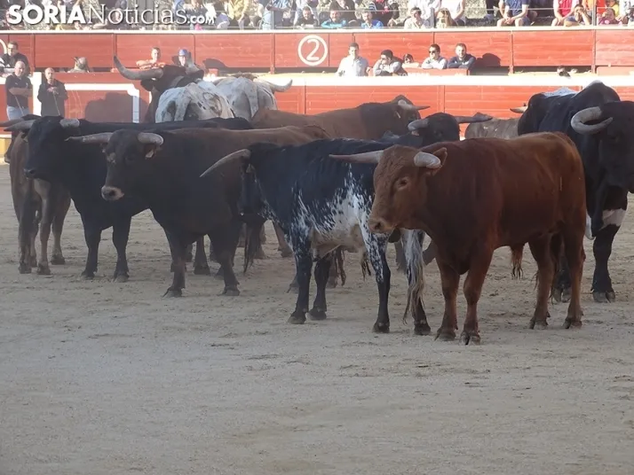 San Juan. Soria. Desencajonamiento 2022