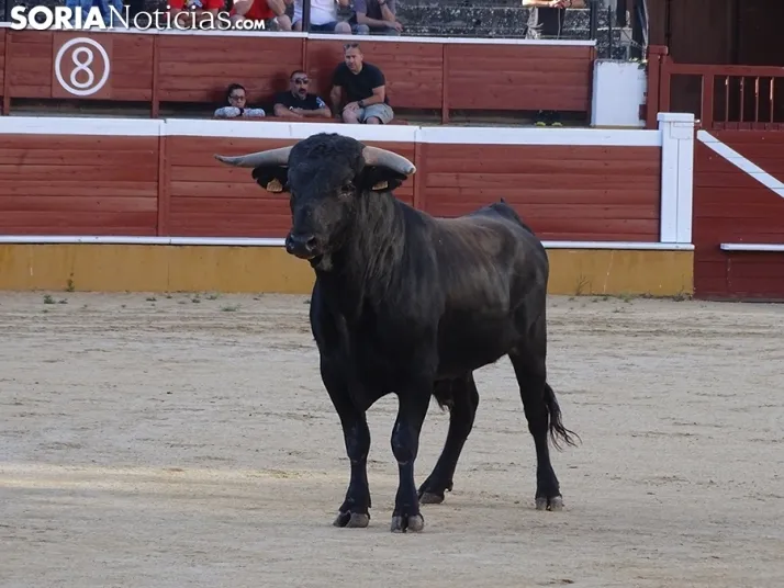 San Juan. Soria. Desencajonamiento 2022