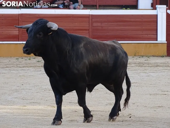 San Juan. Soria. Desencajonamiento 2022