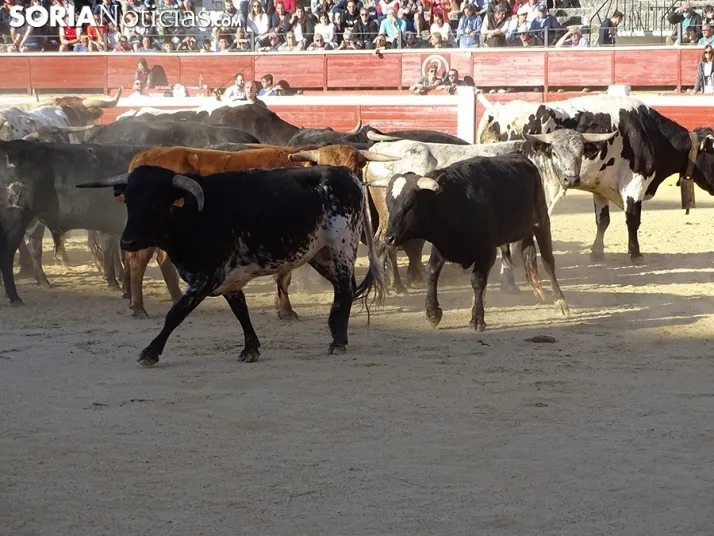 San Juan. Soria. Desencajonamiento 2022