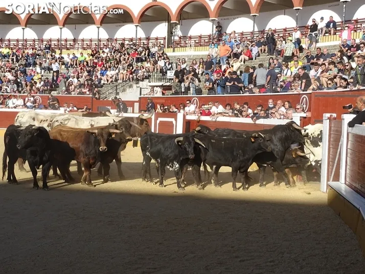 San Juan. Soria. Desencajonamiento 2022