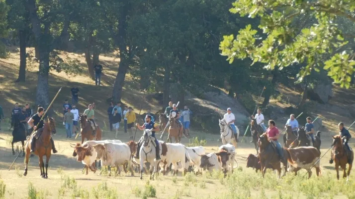 3+1+8 Los novillos de La Saca ya est&aacute;n listos en Valonsadero