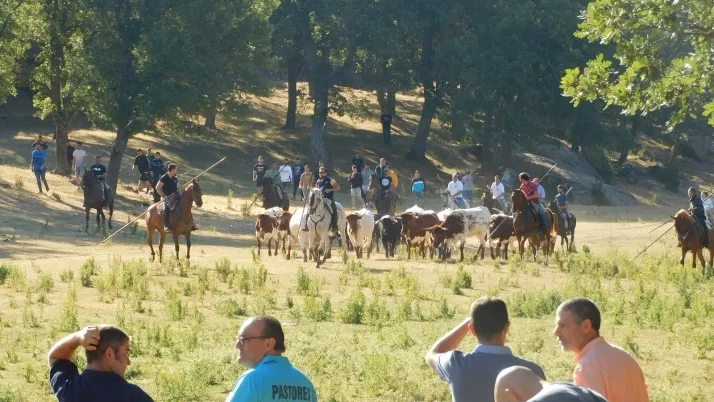 3+1+8 Los novillos de La Saca ya est&aacute;n listos en Valonsadero