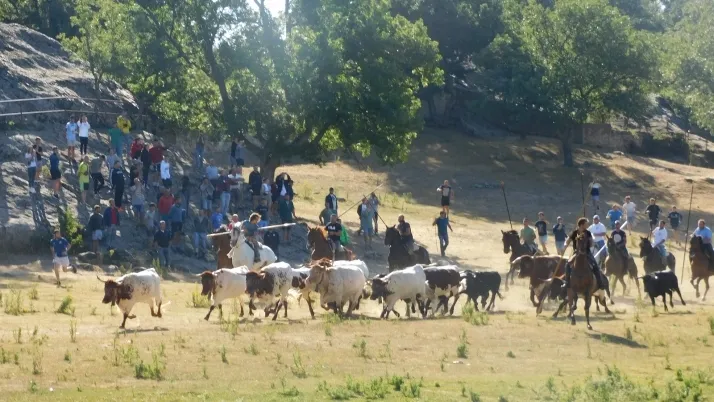 3+1+8 Los novillos de La Saca ya est&aacute;n listos en Valonsadero