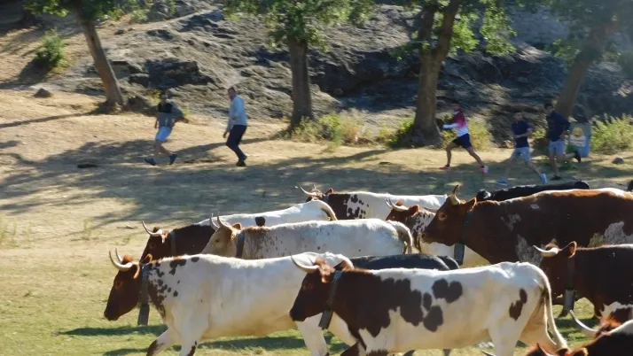 3+1+8 Los novillos de La Saca ya est&aacute;n listos en Valonsadero