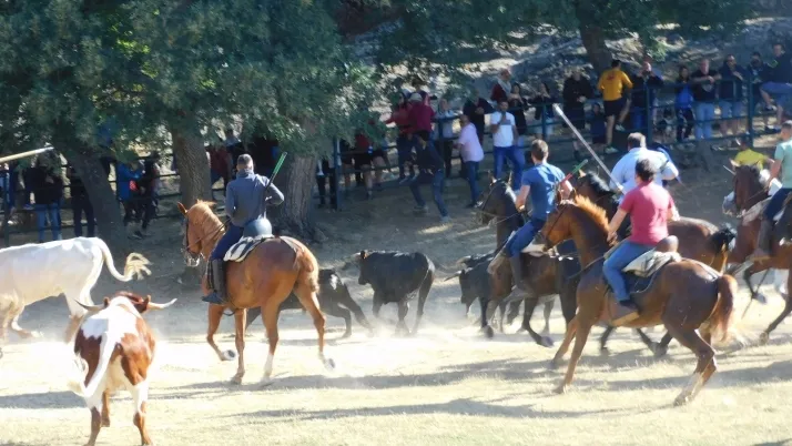 3+1+8 Los novillos de La Saca ya est&aacute;n listos en Valonsadero