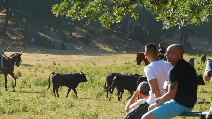 3+1+8 Los novillos de La Saca ya est&aacute;n listos en Valonsadero