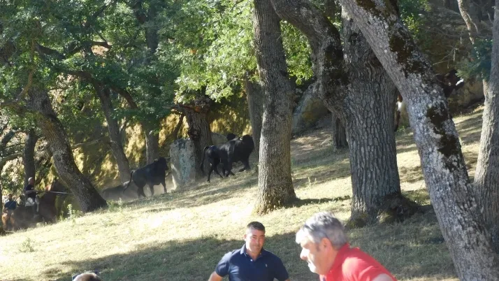 3+1+8 Los novillos de La Saca ya est&aacute;n listos en Valonsadero