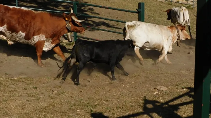 3+1+8 Los novillos de La Saca ya est&aacute;n listos en Valonsadero