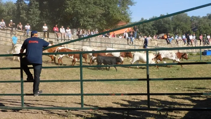 3+1+8 Los novillos de La Saca ya est&aacute;n listos en Valonsadero