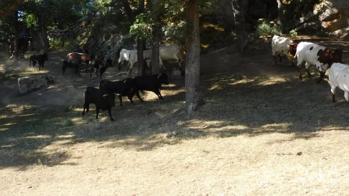 3+1+8 Los novillos de La Saca ya est&aacute;n listos en Valonsadero
