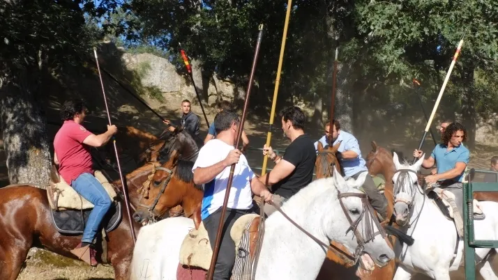 3+1+8 Los novillos de La Saca ya est&aacute;n listos en Valonsadero