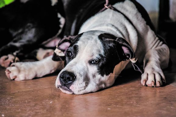 La Consejería de Agricultura, Ganadería y Desarrollo Rural lanza una campaña para sensibilizar contra el abandono animal