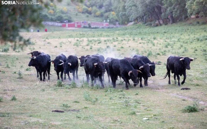 Consulta el nombre de los novillos asignados a las cuadrillas