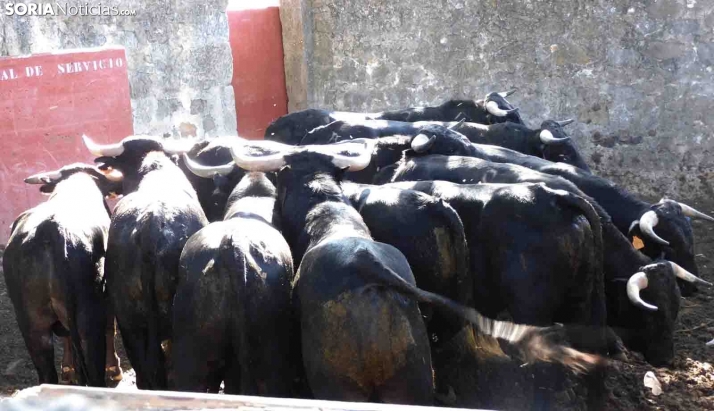 Los novillos de La Saca ofrecen buenas sensaciones