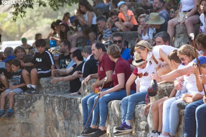 Suelta novillos Compra 2022