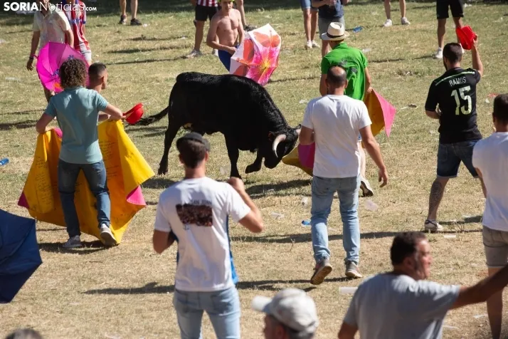 Suelta novillos Compra 2022