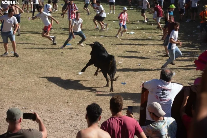 Suelta novillos Compra 2022