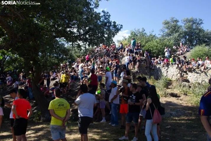 Suelta novillos Compra 2022