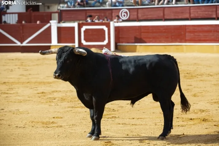 Festejo de rejones de San Juan 2022