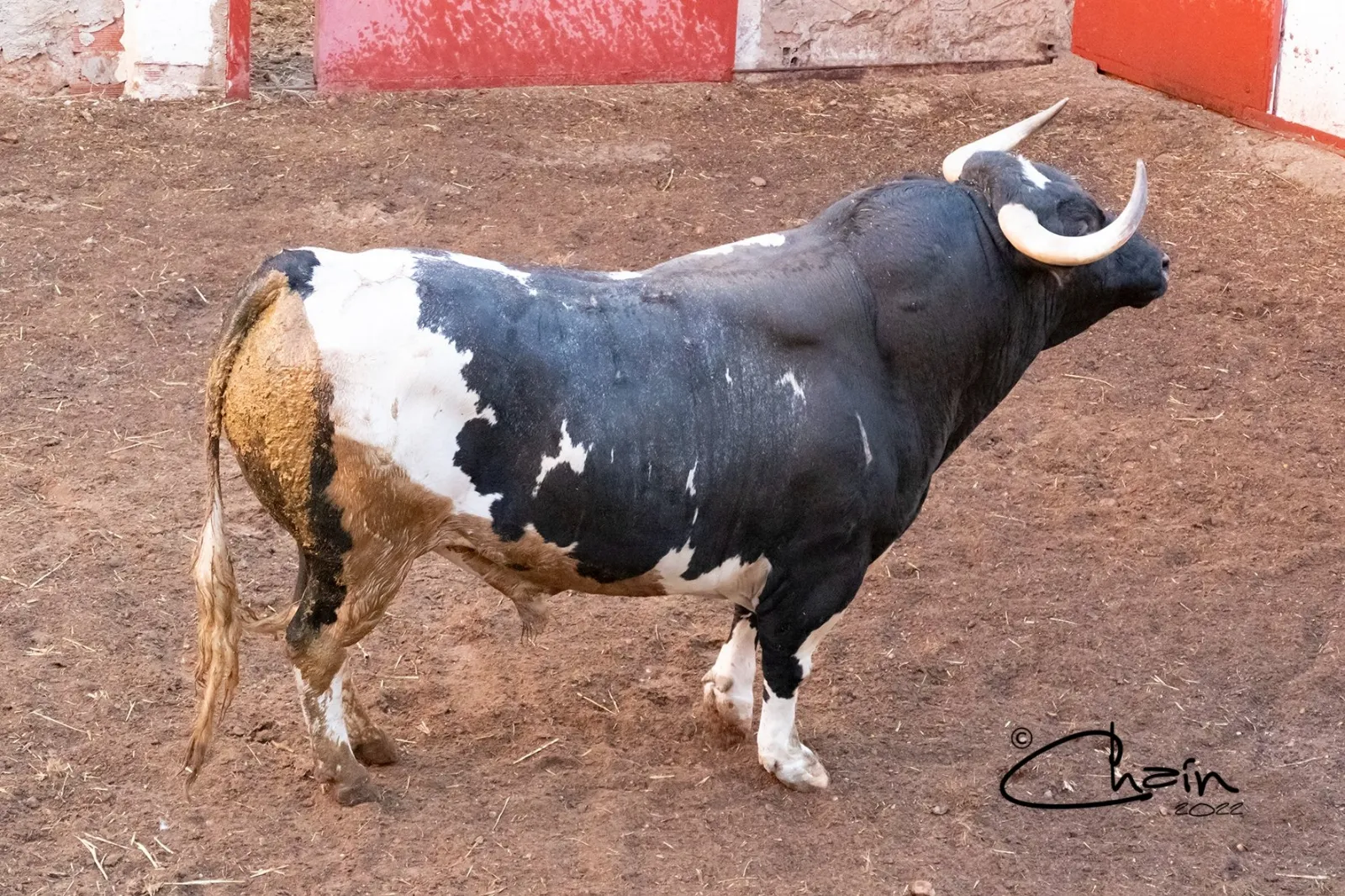 Uno de los astados para este Sábado Agés en los corrales de San Benito. /José Luis Chaín
