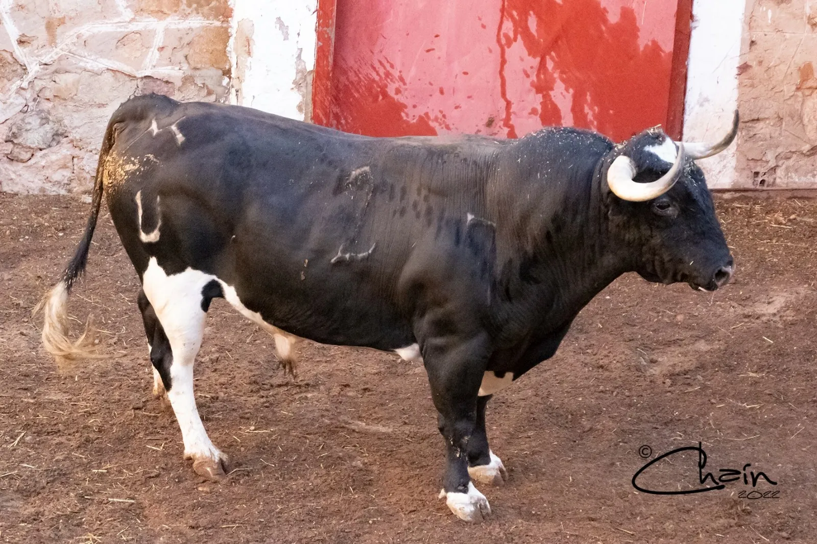 Uno de los astados para este Sábado Agés en los corrales de San Benito. /José Luis Chaín