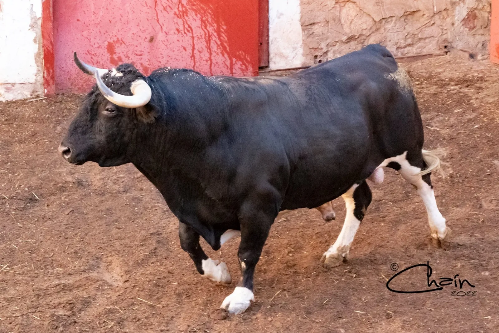 Uno de los astados para este Sábado Agés en los corrales de San Benito. /José Luis Chaín