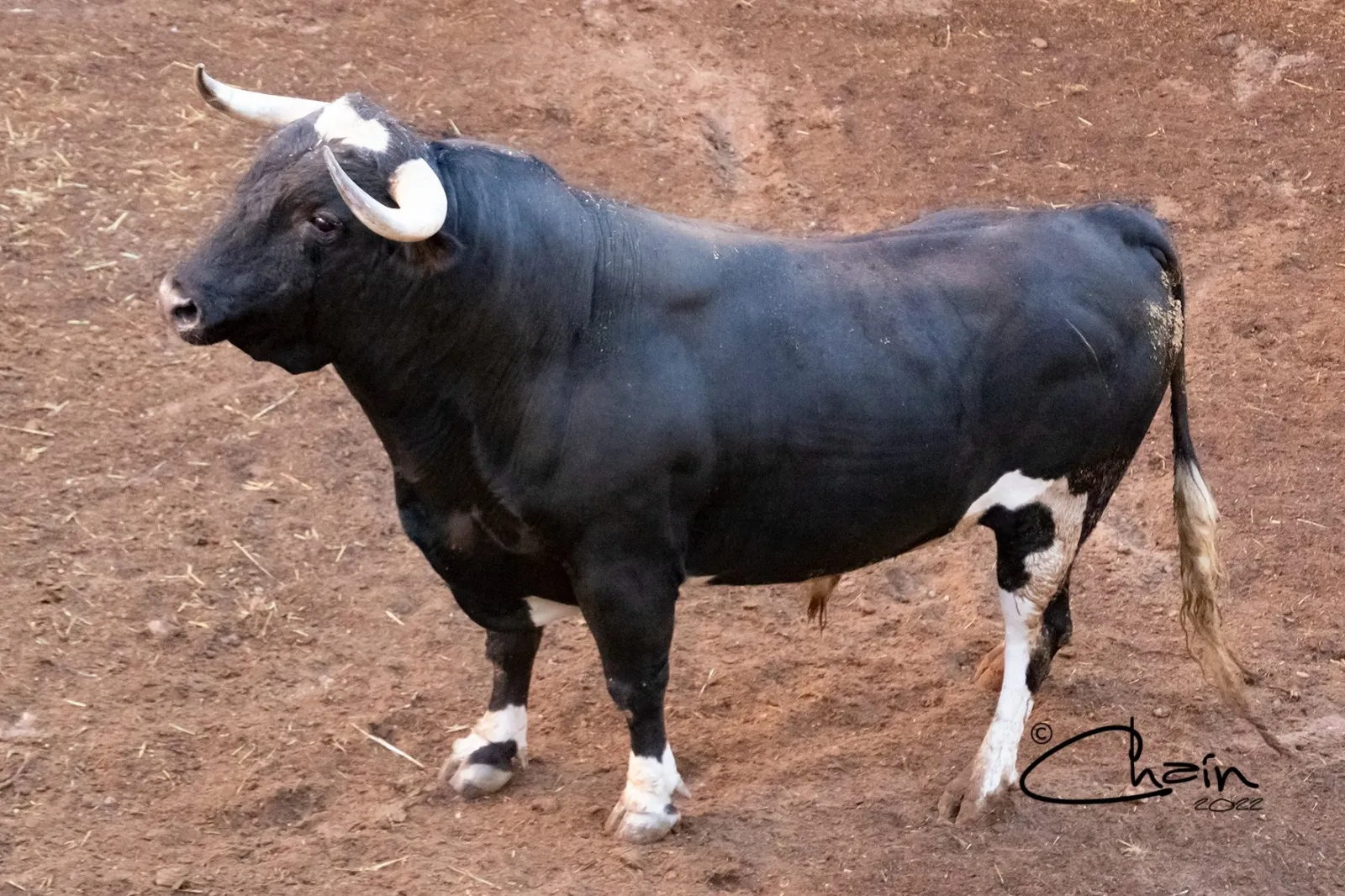Uno de los astados para este Sábado Agés en los corrales de San Benito. /José Luis Chaín