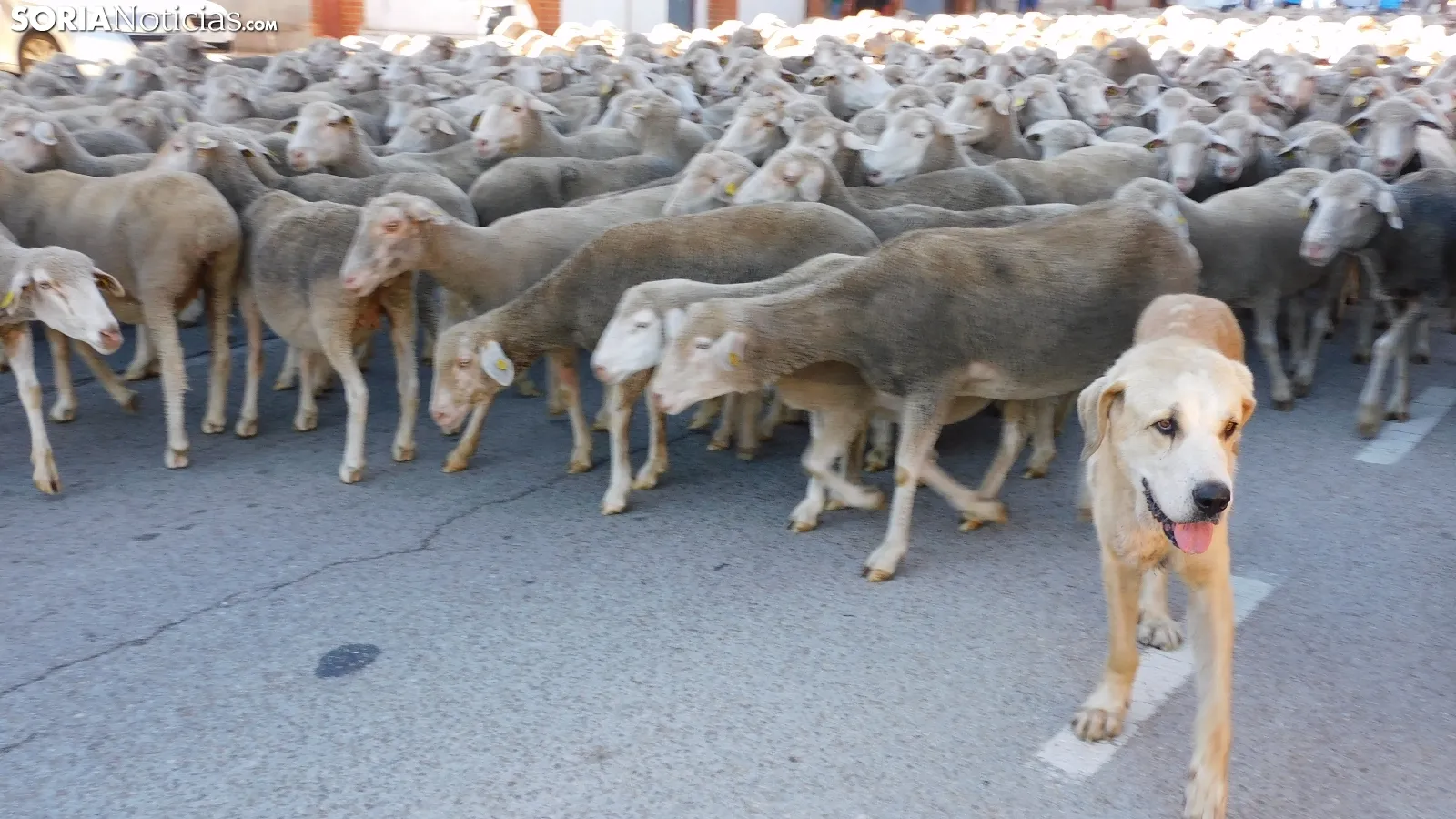 Trashumancia en Soria 2022. /SN