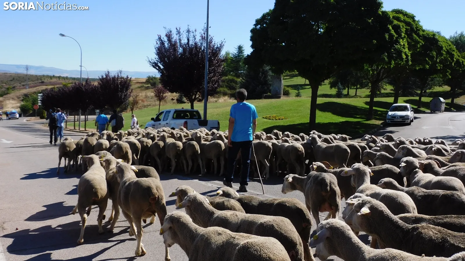 Trashumancia en Soria 2022. /SN