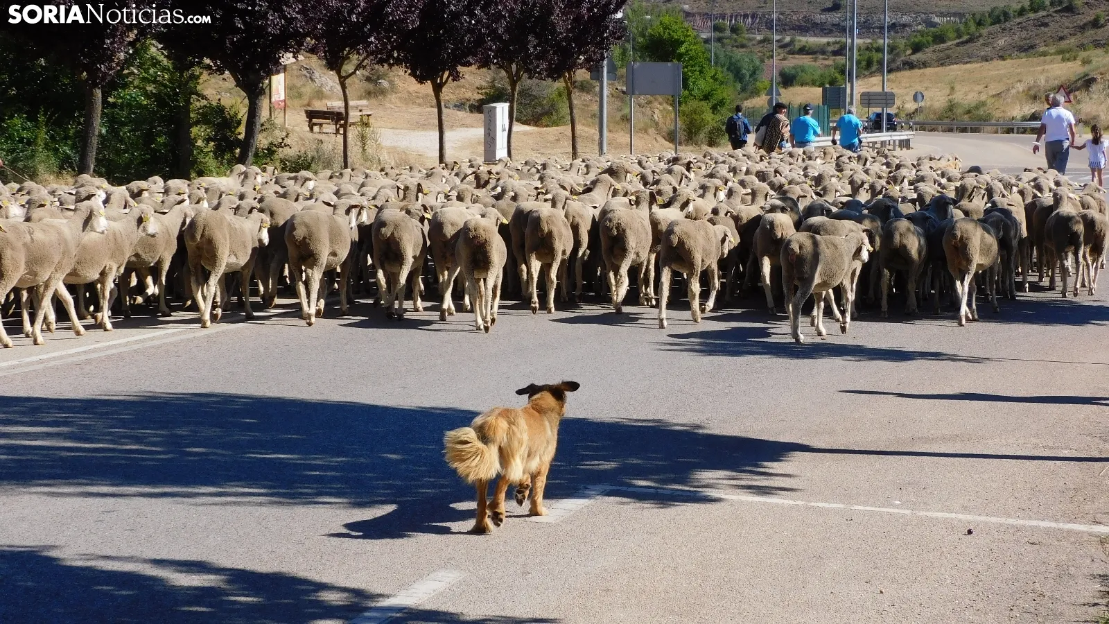Trashumancia en Soria 2022. /SN