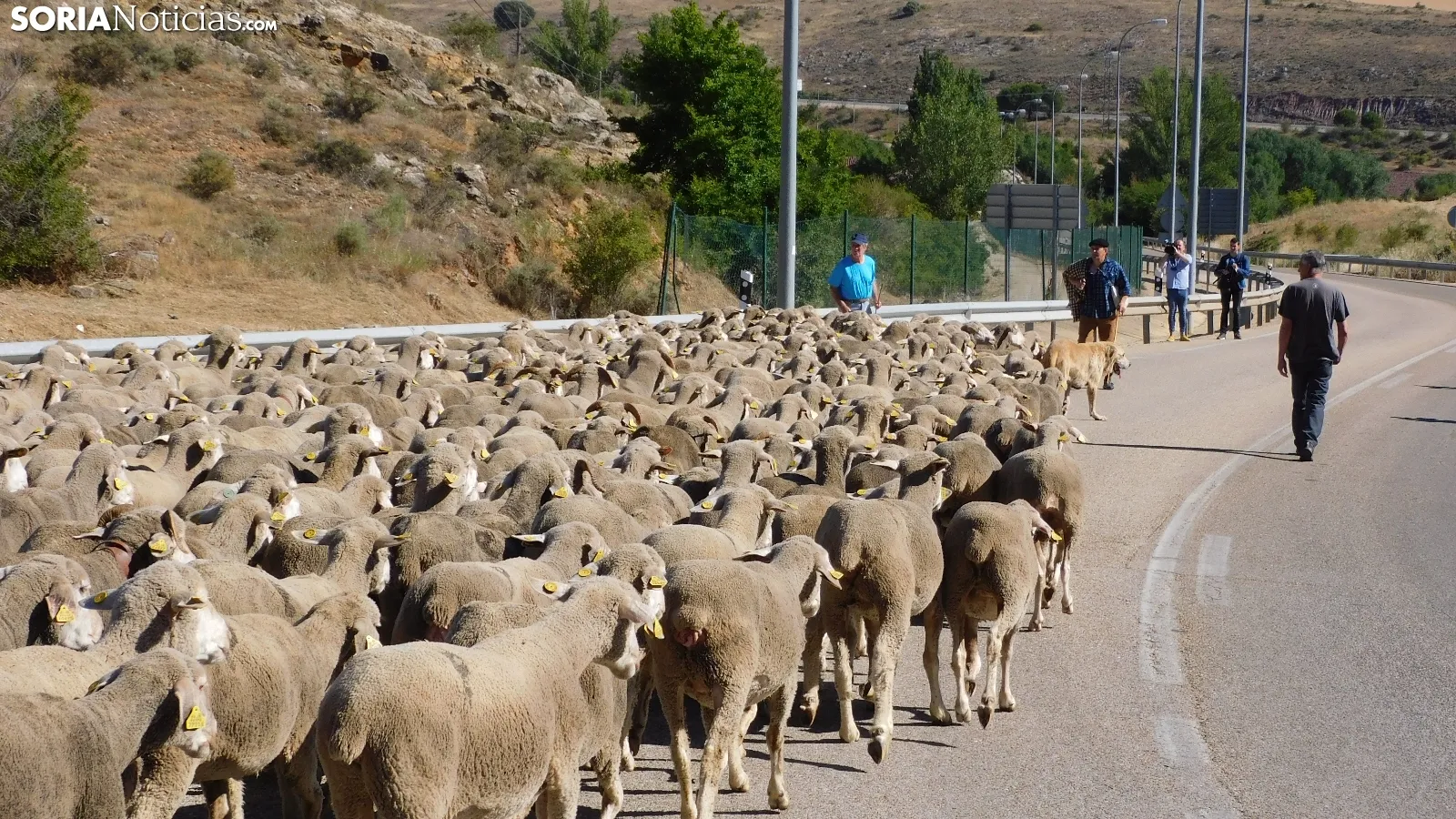Trashumancia en Soria 2022. /SN