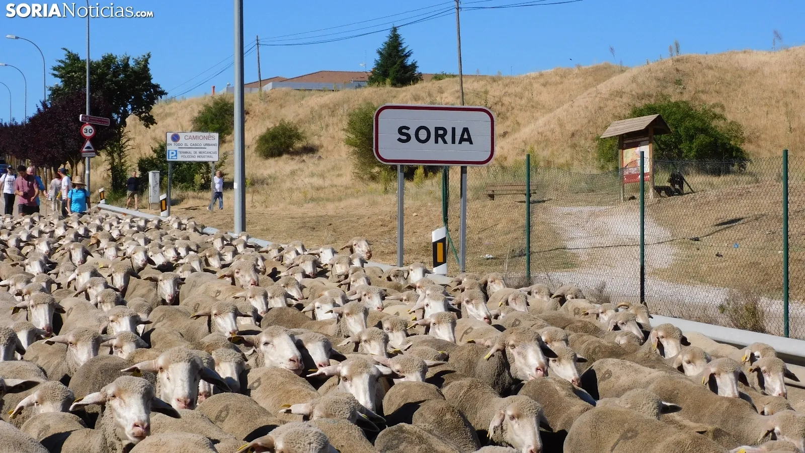 Trashumancia en Soria 2022. /SN