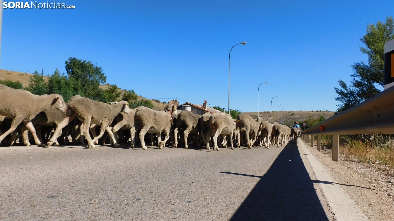 Trashumancia en Soria 2022. /SN