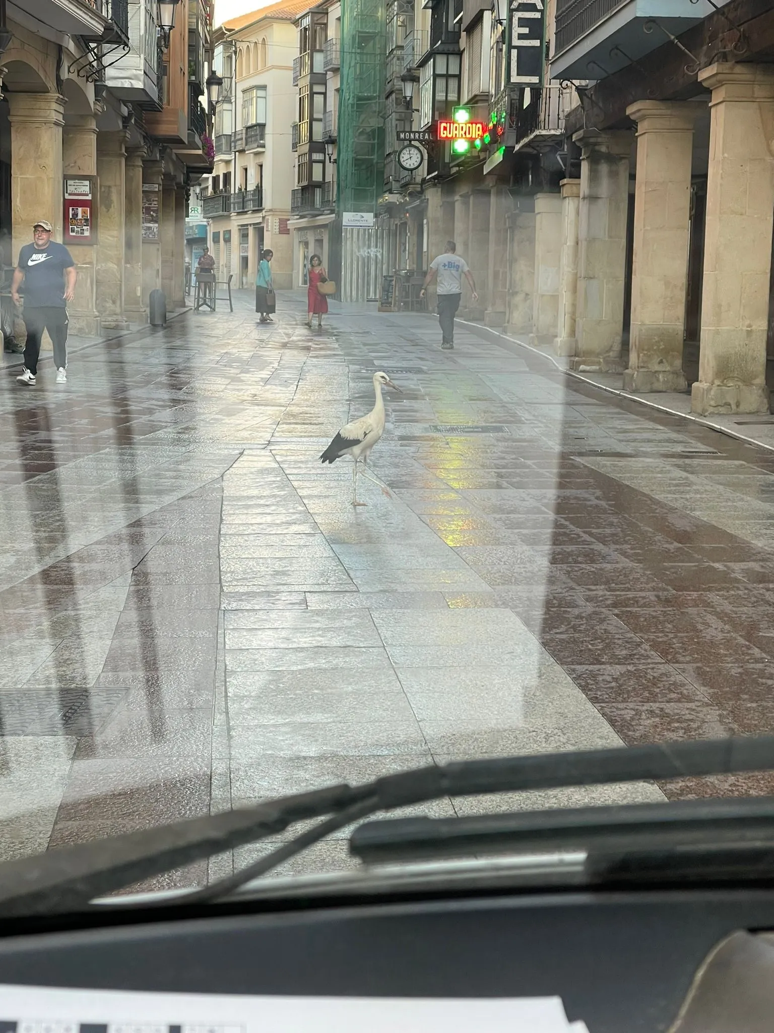 Foto 2 - Soria | La madrugadora cig&uuml;e&ntilde;a que pasea por el Collado para refrescarse
