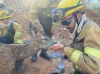 Un corzo es socorrido por una cuadrilla anti-incendios en Losacio. /INFOCYL