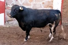 Uno de los astados para este Sábado Agés en los corrales de San Benito. /José Luis Chaín