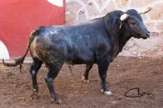 Uno de los astados para este Sábado Agés en los corrales de San Benito. /José Luis Chaín