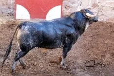 Uno de los astados para este Sábado Agés en los corrales de San Benito. /José Luis Chaín