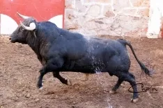 Uno de los astados para este Sábado Agés en los corrales de San Benito. /José Luis Chaín