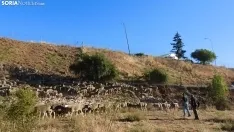 Trashumancia en Soria 2022. /SN