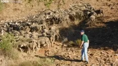 Trashumancia en Soria 2022. /SN