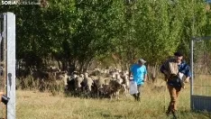 Trashumancia en Soria 2022. /SN