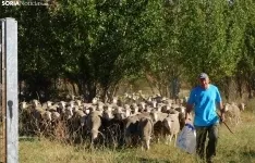Trashumancia en Soria 2022. /SN