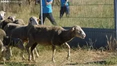 Trashumancia en Soria 2022. /SN