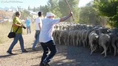 Trashumancia en Soria 2022. /SN