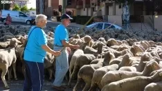 Trashumancia en Soria 2022. /SN