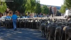 Trashumancia en Soria 2022. /SN
